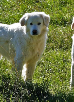 Les bons réflexes à adopter face aux chiens de protections