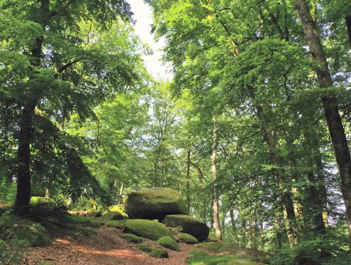 Forêt de Chabrières Forêt de Chabrières