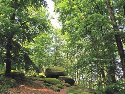 Forêt de Chabrières