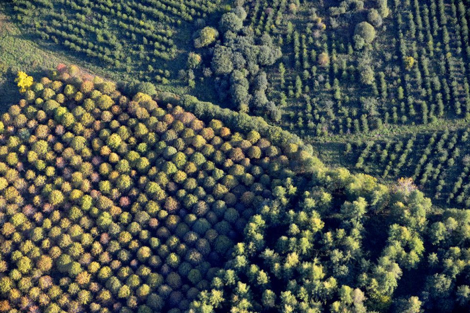 La forêt de Chabrières